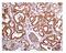 Activin A Receptor Type 1B antibody, ab109300, Abcam, Immunohistochemistry paraffin image 