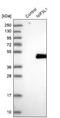 NGG1 Interacting Factor 3 Like 1 antibody, NBP1-89115, Novus Biologicals, Western Blot image 