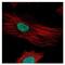 Fibrillarin antibody, NBP2-16492, Novus Biologicals, Immunofluorescence image 