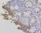 Fibrinogen Gamma Chain antibody, NBP2-76837, Novus Biologicals, Immunohistochemistry paraffin image 