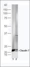 Claudin 7 antibody, orb156393, Biorbyt, Western Blot image 