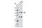 Calcium/Calmodulin Dependent Serine Protein Kinase antibody, 8096S, Cell Signaling Technology, Western Blot image 