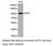 Chaperonin Containing TCP1 Subunit 3 antibody, LS-C193008, Lifespan Biosciences, Western Blot image 