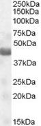 NPR2 Like, GATOR1 Complex Subunit antibody, LS-C55639, Lifespan Biosciences, Western Blot image 