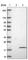 Electron Transfer Flavoprotein Regulatory Factor 1 antibody, HPA044255, Atlas Antibodies, Western Blot image 