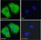 PTTG1 Regulator Of Sister Chromatid Separation, Securin antibody, NBP2-69985, Novus Biologicals, Immunocytochemistry image 