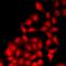 Ubiquitin Like Modifier Activating Enzyme 6 antibody, LS-C668792, Lifespan Biosciences, Immunofluorescence image 