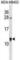 Acyl-CoA Binding Domain Containing 7 antibody, abx028247, Abbexa, Western Blot image 