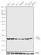 NME/NM23 Nucleoside Diphosphate Kinase 1 antibody, 702425, Invitrogen Antibodies, Western Blot image 