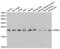 Proteasome Subunit Beta 5 antibody, abx001609, Abbexa, Western Blot image 