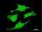Rab6-interacting protein 1 antibody, H00023258-B01P, Novus Biologicals, Immunofluorescence image 