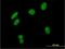 Zinc Finger And SCAN Domain Containing 16 antibody, H00080345-B01P, Novus Biologicals, Immunofluorescence image 