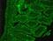 SS2R antibody, NB300-157, Novus Biologicals, Immunohistochemistry paraffin image 
