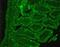 Somatostatin Receptor 2 antibody, NB300-157, Novus Biologicals, Immunohistochemistry paraffin image 