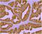 Folate Hydrolase 1 antibody, GTX80151, GeneTex, Immunohistochemistry paraffin image 