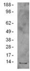 NADH dehydrogenase [ubiquinone] 1 alpha subcomplex subunit 13 antibody, 14-9937-82, Invitrogen Antibodies, Western Blot image 