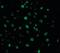 Interleukin 22 Receptor Subunit Alpha 1 antibody, orb87322, Biorbyt, Immunofluorescence image 