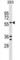 TRAF-Type Zinc Finger Domain Containing 1 antibody, abx029363, Abbexa, Western Blot image 