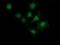 MAGE Family Member A4 antibody, NBP2-45720, Novus Biologicals, Immunofluorescence image 