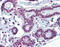 SRY-Box 4 antibody, ARP33252_P050, Aviva Systems Biology, Immunohistochemistry frozen image 