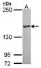 Carboxypeptidase D antibody, GTX114335, GeneTex, Western Blot image 