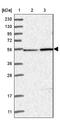 Zinc Finger Imprinted 3 antibody, NBP1-80589, Novus Biologicals, Western Blot image 