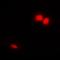 Emerin antibody, orb340731, Biorbyt, Immunofluorescence image 