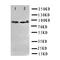 Minichromosome Maintenance Complex Component 7 antibody, orb76305, Biorbyt, Western Blot image 