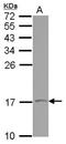 VAMP1 antibody, NBP2-15159, Novus Biologicals, Western Blot image 