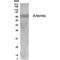 Artemin antibody, PA1-23464, Invitrogen Antibodies, Western Blot image 