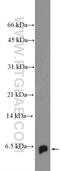 BolA Family Member 2B antibody, 26080-1-AP, Proteintech Group, Western Blot image 