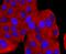 Argonaute RISC Catalytic Component 2 antibody, A00189-1, Boster Biological Technology, Immunocytochemistry image 