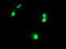 KIAA0860 antibody, TA503202, Origene, Immunofluorescence image 