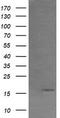 Growth Arrest And DNA Damage Inducible Gamma antibody, LS-C174352, Lifespan Biosciences, Western Blot image 