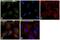 X-Linked Inhibitor Of Apoptosis antibody, PA5-29253, Invitrogen Antibodies, Immunofluorescence image 