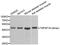 TNF Superfamily Member 18 antibody, abx006879, Abbexa, Western Blot image 