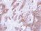 Tyrosine 3-Monooxygenase/Tryptophan 5-Monooxygenase Activation Protein Gamma antibody, PA5-78233, Invitrogen Antibodies, Immunohistochemistry frozen image 
