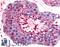 Bestrophin 2 antibody, LS-A8721, Lifespan Biosciences, Immunohistochemistry frozen image 