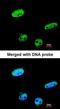 Ras Association Domain Family Member 1 antibody, orb74235, Biorbyt, Immunocytochemistry image 
