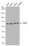 Sorting Nexin 27 antibody, MA5-27854, Invitrogen Antibodies, Western Blot image 