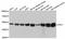 Enolase 2 antibody, A12341, ABclonal Technology, Western Blot image 