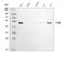 Gasdermin D antibody, M02842-1, Boster Biological Technology, Western Blot image 
