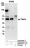 TNF Receptor Associated Factor 4 antibody, A302-841A, Bethyl Labs, Immunoprecipitation image 