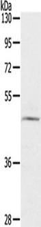Ceramide Synthase 3 antibody, TA351342, Origene, Western Blot image 