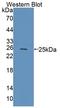 Taspase 1 antibody, LS-C374657, Lifespan Biosciences, Western Blot image 