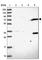 Tripartite Motif Containing 3 antibody, HPA043396, Atlas Antibodies, Western Blot image 
