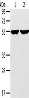 Tripartite Motif Containing 62 antibody, TA351814, Origene, Western Blot image 