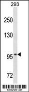 OTU Deubiquitinase 7A antibody, 59-708, ProSci, Western Blot image 