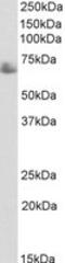 TRF antibody, MBS423219, MyBioSource, Western Blot image 