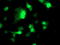 NudE Neurodevelopment Protein 1 Like 1 antibody, TA503352, Origene, Immunofluorescence image 